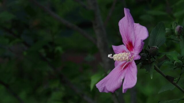 Tokyo, Japan - July 11, 2026: Closeup of Rose of Sharon or Hibiscus syriacus