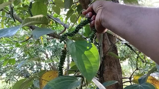 Farmer Hand Harvesting Spices by Picking Fresh Green Peppercorns from Piper Nigrum Vine on a Small Scale Organic Farm in Sri Lanka