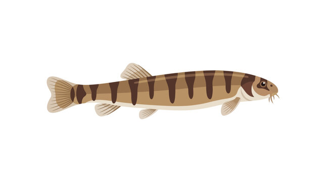 Loach Fish Vector Illustration