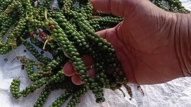 Close up view of a farmer's hand holding and showcasing raw green pepper spikes, representing high quality organic spice farming in Sri Lanka.