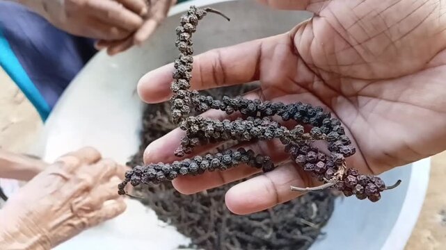 Close Up of Farmer Hand Holding Dried Black Pepper Spikes on a Small Scale Organic Farm in Sri Lanka