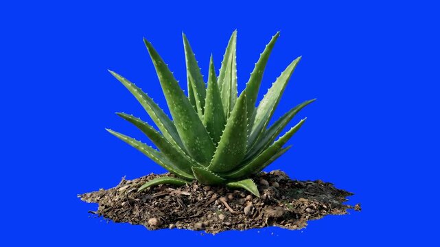 A healthy, spiky Aloe vera succulent plant rooted firmly in a patch of dark soil. This crisp 3D render over a solid blue screen is designed for effortless background extraction, ideal for medical, cos