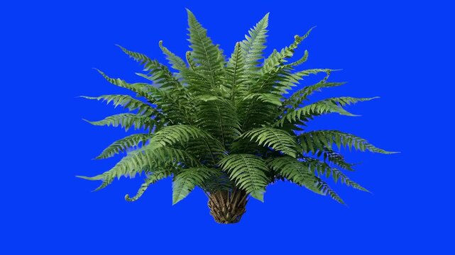A dense, lush green fern bush with detailed fronds growing out of a small base. Positioned against a solid blue screen backdrop, this realistic 3D plant asset is perfectly optimized for chroma key com