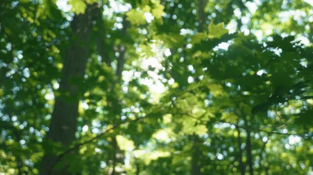 Sunlight filtering through the trees in a summer forest
