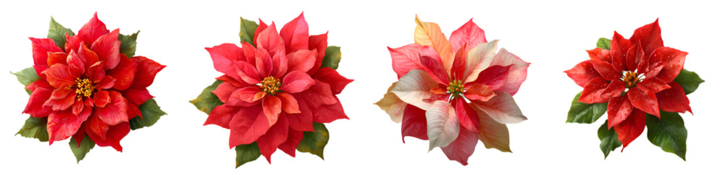 Poinsettia Flower Collection: Festive Christmas Blooms on White