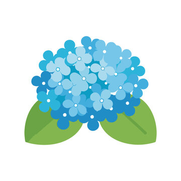 Illustration of a Blue Hydrangea Flower with Green Leaves.