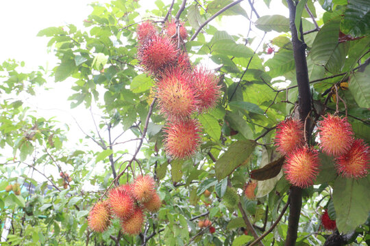 Rambutan on tree in farm for harvest