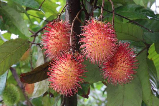 Rambutan on tree in farm for harvest