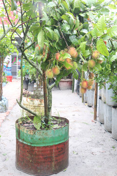 Rambutan on tree in farm for harvest