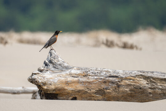 American Robin Guards a Stretch of Oregon Coastline