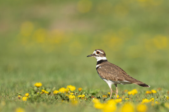 Killdeer Among Spring Dandelions With Green and Yellow Background