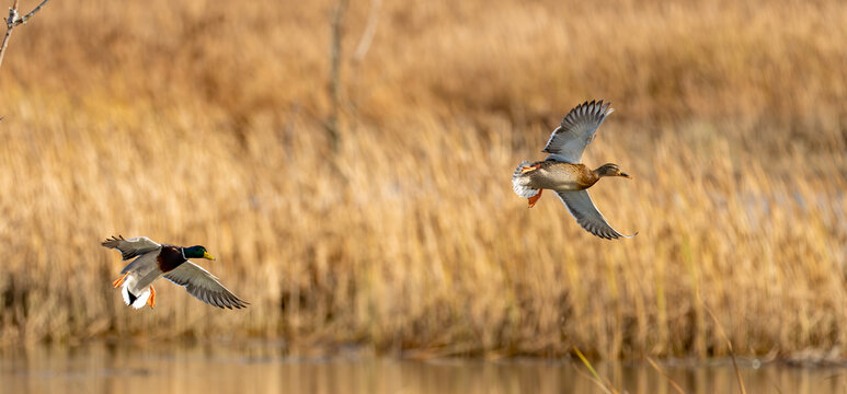 Mallards With Cupped Wings  Lands in a Protected Wetland