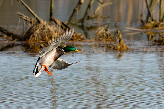 Mallard With Cupped Wings  Lands in a Protected Wetland