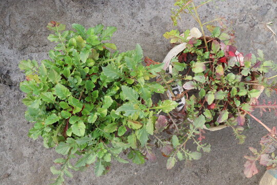 Eruca vesicaria plant on pot