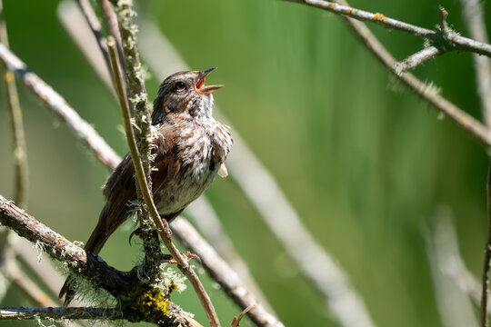 Song Sparrow Belts One Out on a Sunny Spring Day