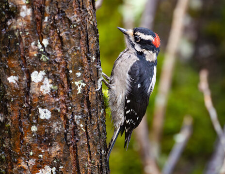 Downy Woodpecker Searches for Food on a Snag