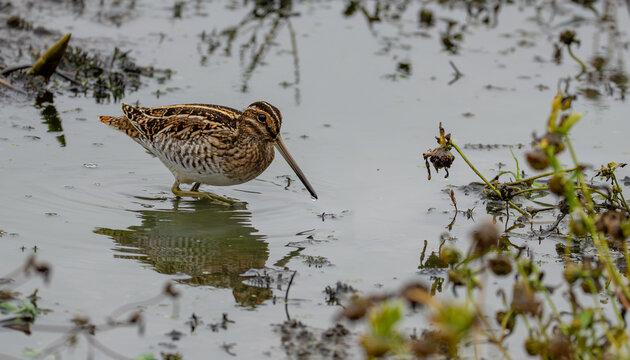Portrait of Wilson's Snipe Wading in Shallow Wetlands