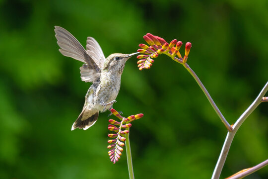 Marsh Wren in Grassy Field 