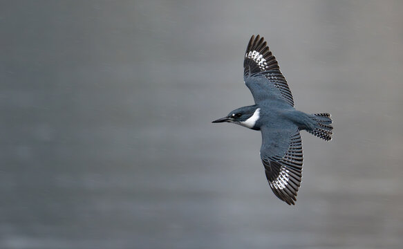 Belted Kingfisher In Flight Hunting for Fish