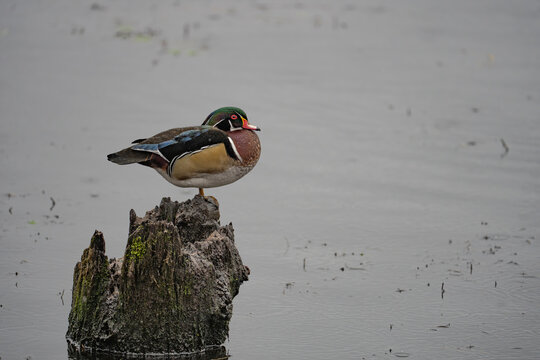 Beautiful Male Wood Duck Relaxes on a Stump