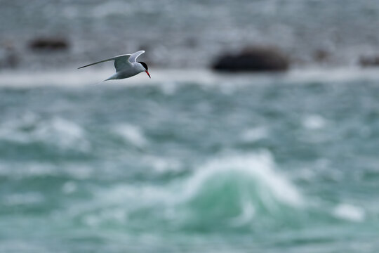 Common Tern in Flight Above Niagra Falls