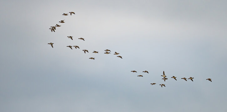 Flock of American Wigeon Heading Towards the Marsh