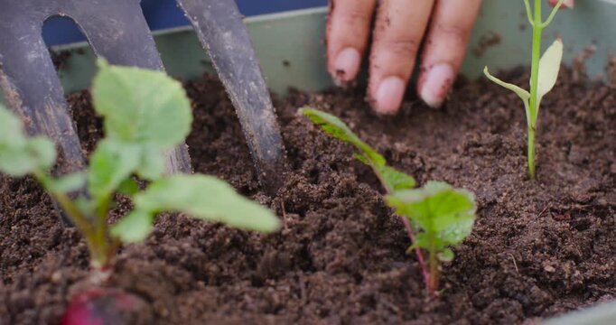 Woman using hand fork, loosening soil and smoothing around radish, covering roots in container