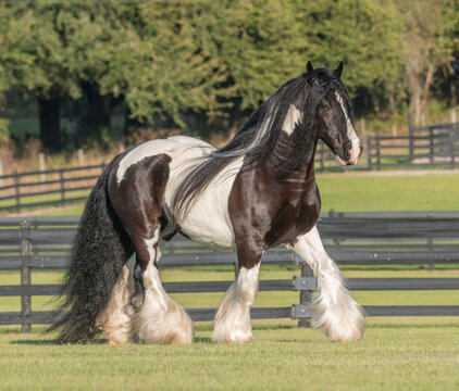 adult male  Gypsy Vanner Horse stallion trots across green field