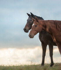 Obraz premium pair of adult American Quarter Horse mares stand alert close together on horizon at sunst