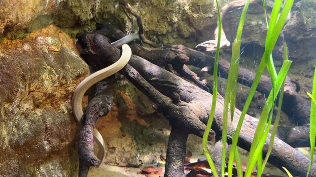 Aquatic caecilian amphibians on driftwood in freshwater aquarium
