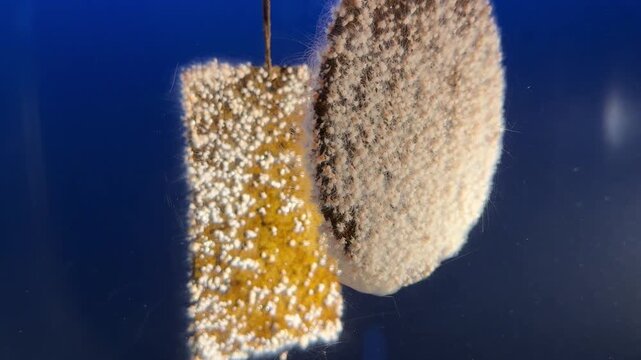 Jellyfish polyps growing on suspended plate in aquarium, moon jelly life cycle