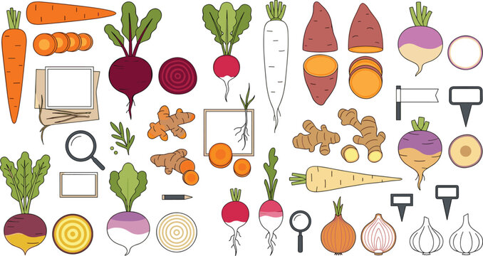 Flat lay vector illustration of root vegetable botanical diagrams with carrots beetroot and onion icons for educational farming and organic food marketing