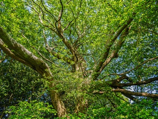 Obraz premium English Oak (Quercus Robur) With Sunlight Streaming down
