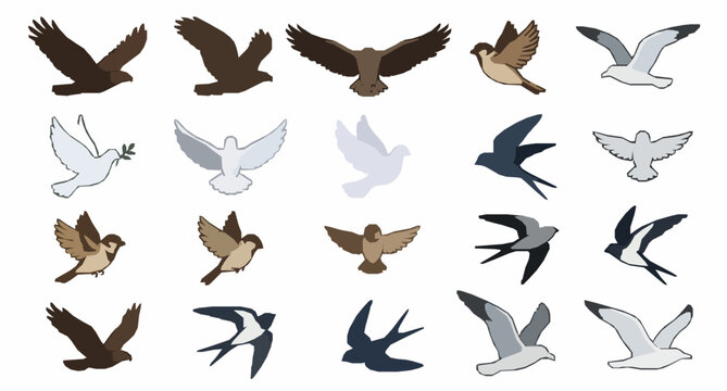 Flying Birds Vector Collection with Colorful Wild Bird Characters in Different Flight Poses
