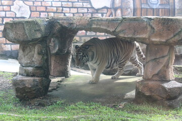 White Tiger Walking Under Stone Bridge © Erfin