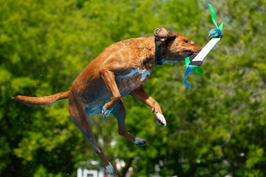 Energetic Dog Leaping to Catch Toy Mid-Air