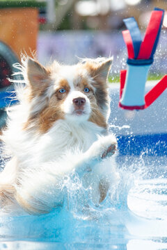 Australian Shepherd Dog Leaping into Water with Toy