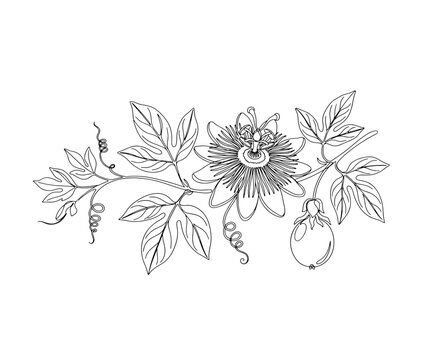 Passion flower branch with leaves and fruit continuous line art illustration, Passiflora vine with passionflower bloom and tendrils minimalist vector line drawing 