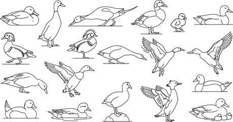 Obraz premium Hand Drawn Ducks and Waterfowl in Various Poses Line Art Collection