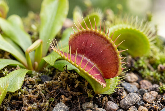 Venus flytrap carnivorous plant with open trap close up