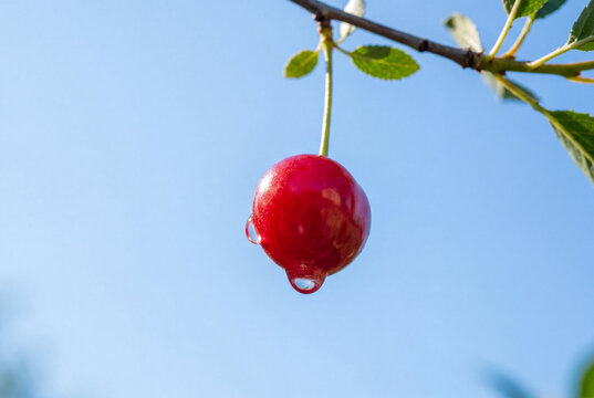 Single bright red cherry with water drop hanging from stem against clear blue sky