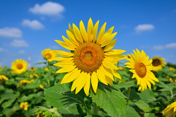 Fototapeta premium 夏の花それはヒマワリ