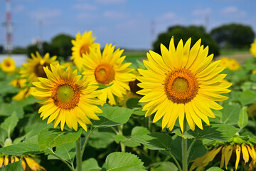 Fototapeta premium 夏の花それはヒマワリ
