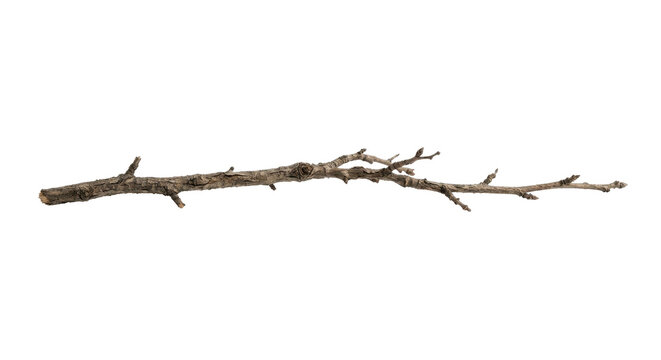 A single, bare tree branch lies horizontally against a plain white background.