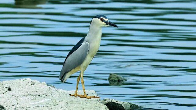 Adult Black crowned night heron (Nycticorax nycticorax) standing alert on the edge of calm blue water, wild bird hunting for prey in natural wetland habitat.