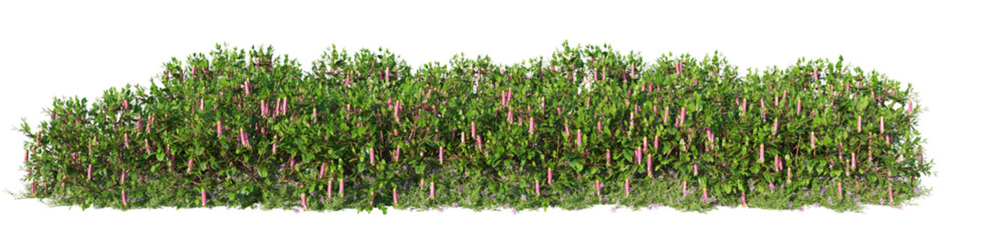 Correa Isolated PNG, Flowering Evergreen Shrub Hedge, Transparent Background