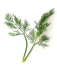 Fototapeta premium dill leaf texture macro isolated on white background