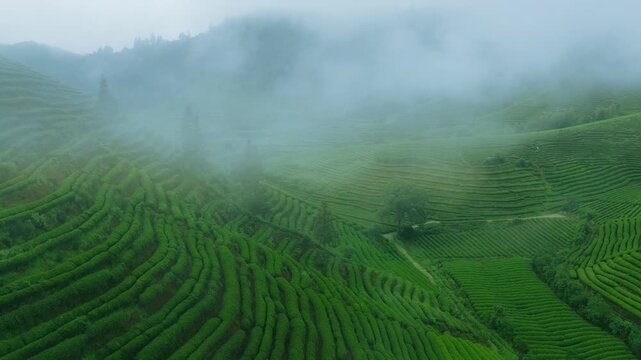 Misty morning over terraced tea plantation