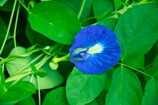 Blue Anchan flower