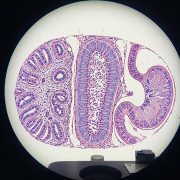 Microscopic cross section of human intestinal tissue under microscope.
